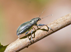 Naupactus auricinctus