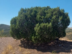 Juniperus turbinata