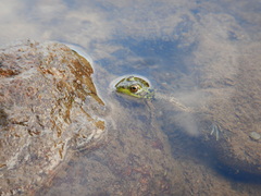 Lithobates septentrionalis
