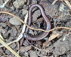 Batrachoseps attenuatus
