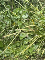 Hydrocotyle bonariensis