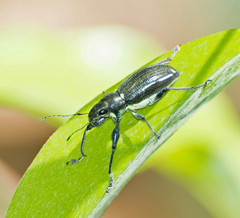 Naupactus auricinctus