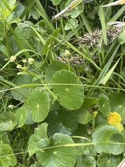Hydrocotyle bonariensis