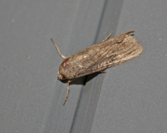 Aphomia terrenella