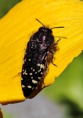 Acmaeodera