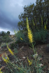 Stanleya pinnata pinnata