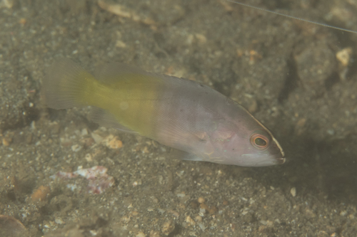 Chocolate Grouper