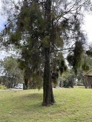 Casuarina