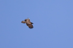 Haliaeetus leucocephalus