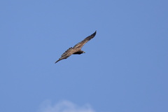 Haliaeetus leucocephalus