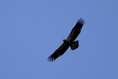 Haliaeetus leucocephalus