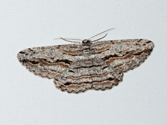 Scioglyptis chionomera