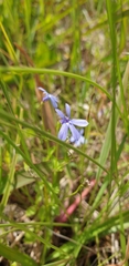 Lobelia quadrangularis