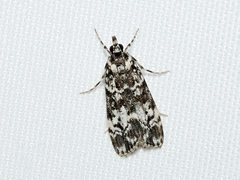 Scoparia exhibitalis