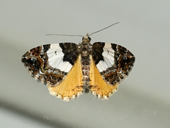 Chrysolarentia phaedra