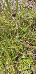 Lobelia quadrangularis