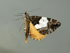 Chrysolarentia phaedra