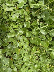 Hydrocotyle bonariensis