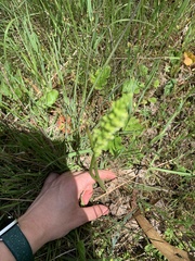Microtis unifolia
