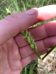 Microtis unifolia