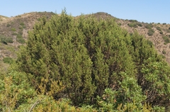 Juniperus turbinata