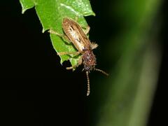 Neogyponyx impressus