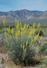 Stanleya pinnata pinnata
