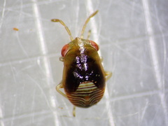 Geocoris