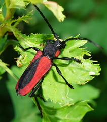 Purpuricenus kaehleri