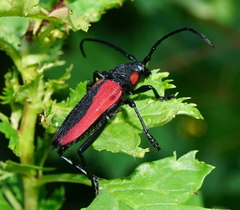 Purpuricenus kaehleri