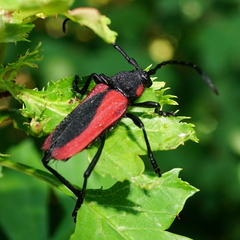 Purpuricenus kaehleri