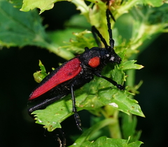 Purpuricenus kaehleri