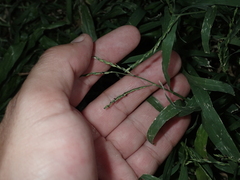 Urochloa glumaris