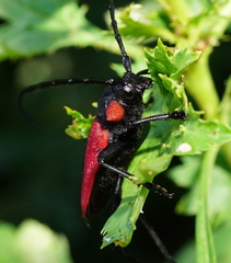 Purpuricenus kaehleri