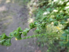 Agrimonia striata