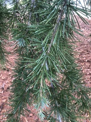 Cedrus deodara