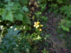 Agrimonia striata