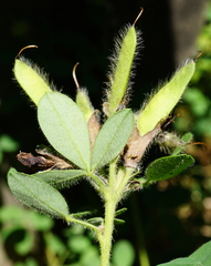 Chamaecytisus supinus
