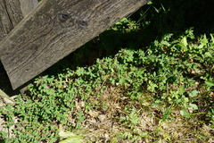 Chamaecytisus supinus