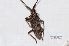 Monochamus carolinensis