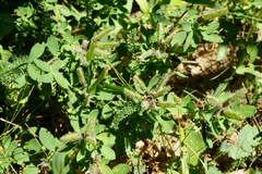 Chamaecytisus supinus