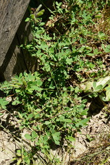 Chamaecytisus supinus