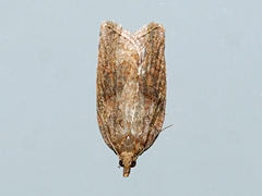 Epiphyas postvittana