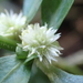 Sessile Joyweed - Photo (c) Mike Ross, some rights reserved (CC BY-NC), uploaded by Mike Ross