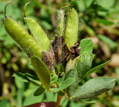 Chamaecytisus supinus