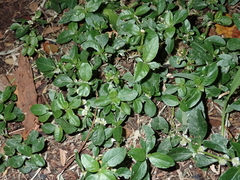 Alternanthera sessilis