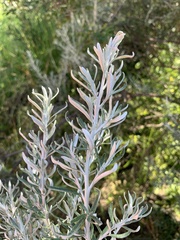 Ozothamnus turbinatus