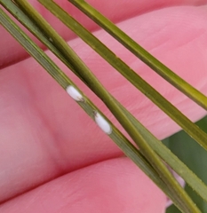 Chionaspis pinifoliae