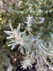 Ozothamnus turbinatus
