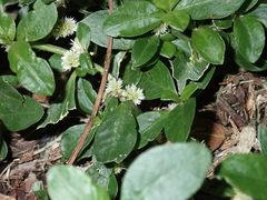 Alternanthera sessilis